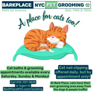 Cat Grooming at Bark Place NYC