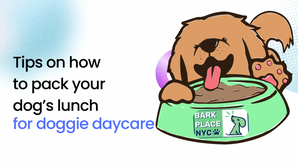 How to Pack a lunch for your dog’s daycare stay