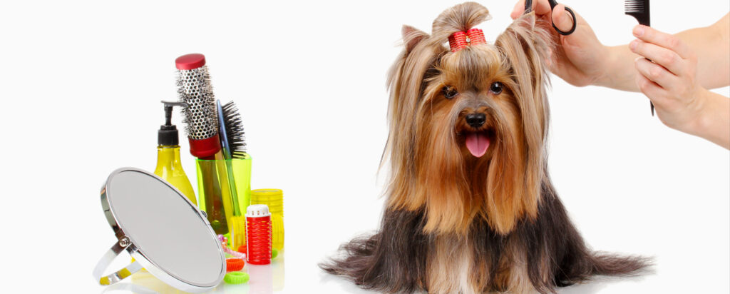 how often Should You get Your Dog Groomed?